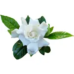 Gardenia