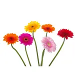 Gerbera