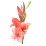 Gladiolus