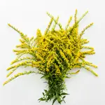 Goldenrod