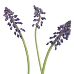 Grape Hyacinth