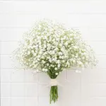 Gypsophila