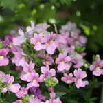 Nemesia