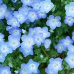 Nemophila