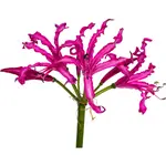 Nerine