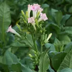 Nicotiana