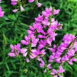 Obedient plant