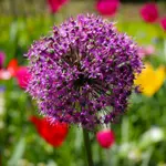 Ornamental Onion