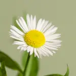 Ox Eye Daisy