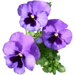 Pansy