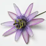 Passion Flower