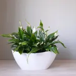 Peace Lily