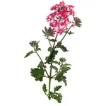 Pelargonium