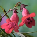 Penstemon