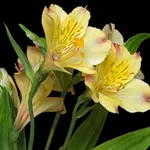 Peruvian Lily