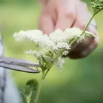 Queen of the Meadow