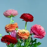 Ranunculus