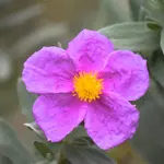 Rock Rose