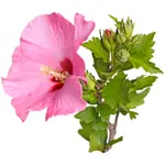 Rose of Sharon