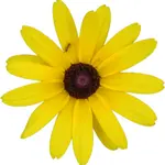 Rudbeckia