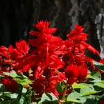 Salvia splendens