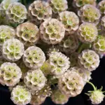 Scabiosa