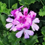 Scented Geranium