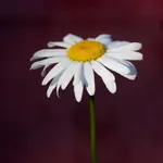 Shasta Daisy