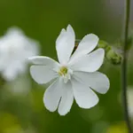 Silene