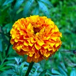 Tagetes