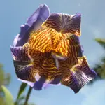 Tiger Flower