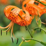 Tiger Lily