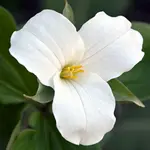 Trillium