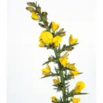 Ulex-Europaeus