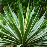 Utah-Agave-Flower