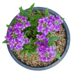 Verbena