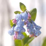 Virginia bluebells