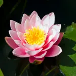 Waterlily