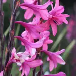 Watsonia