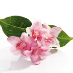 Weigela