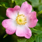 Wild Rose