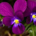 Wild Violet