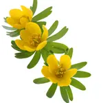 Winter Aconite