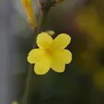 Winter Jasmine