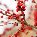 Winterberry