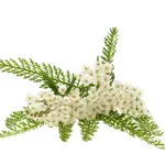 Yarrow