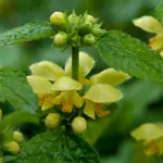 Yellow Archangel