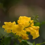 Yellow Bell