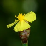 Yellow-Eyed Grass