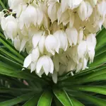 Yucca